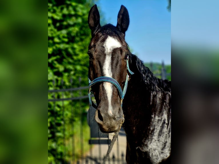Deutsches Sportpferd Wallach 16 Jahre 170 cm Rappe in Kürten