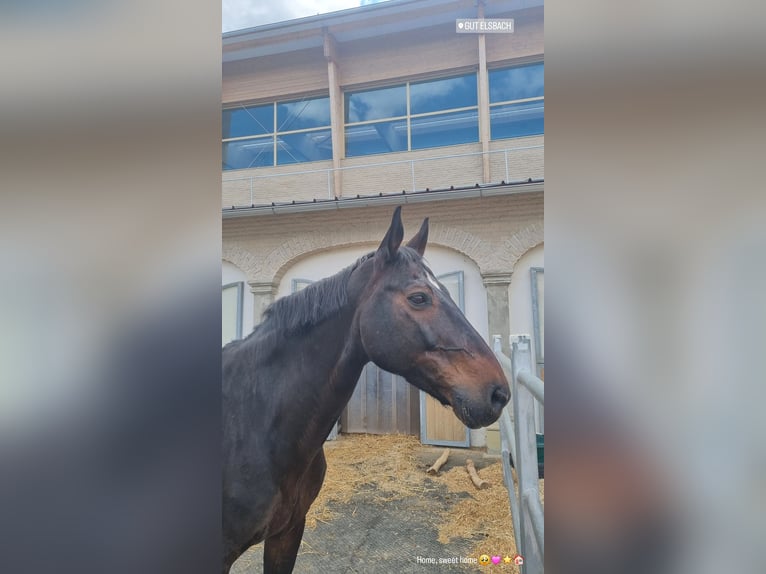 Deutsches Sportpferd Wallach 16 Jahre 172 cm Brauner in Sieghartskirchen