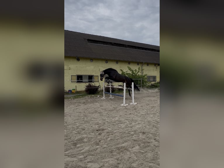 Deutsches Sportpferd Wallach 16 Jahre 172 cm Dunkelbrauner in Leipzig