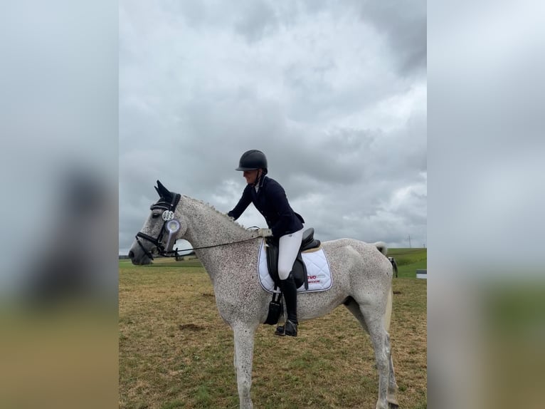 Deutsches Sportpferd Wallach 16 Jahre 172 cm Schimmel in Iggingen