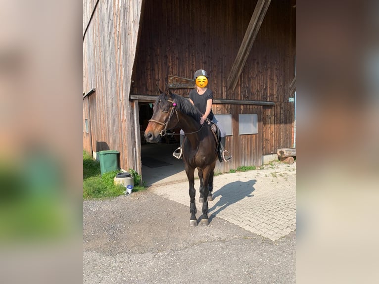 Deutsches Sportpferd Wallach 16 Jahre 174 cm Dunkelbrauner in SamstagerN
