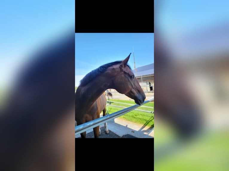 Deutsches Sportpferd Wallach 16 Jahre 175 cm Brauner in Vaihingen an der EnZ