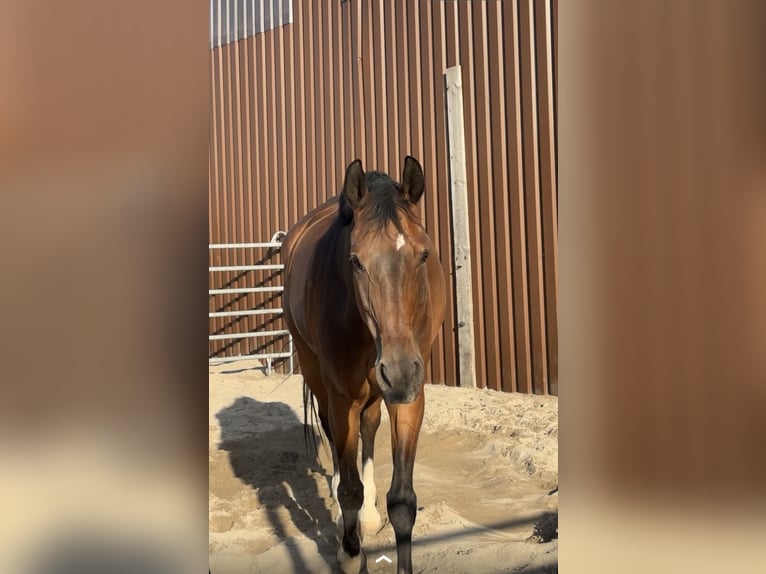 Deutsches Sportpferd Wallach 16 Jahre 175 cm Brauner in Vaihingen an der EnZ
