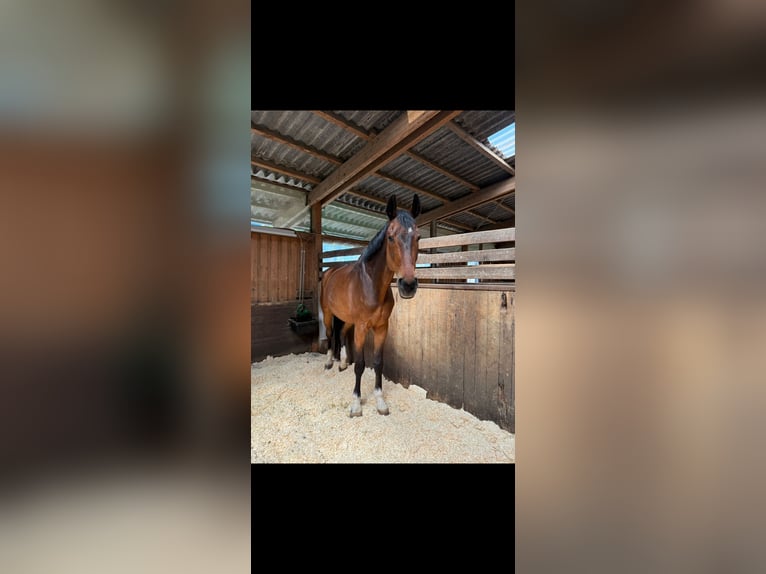 Deutsches Sportpferd Wallach 16 Jahre 175 cm Brauner in Vaihingen an der EnZ