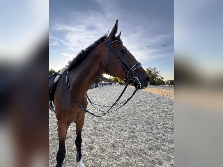 Deutsches Sportpferd Wallach 16 Jahre 175 cm Brauner in Vaihingen an der EnZ