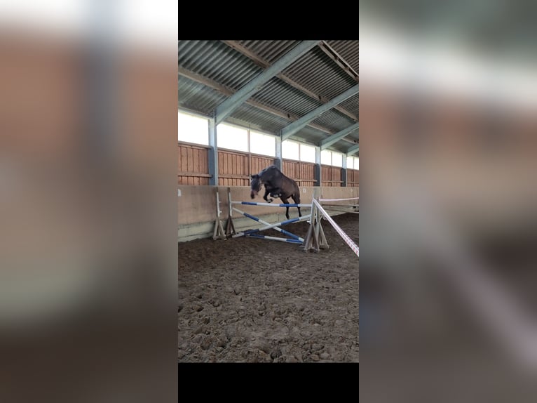 Deutsches Sportpferd Wallach 16 Jahre 175 cm Brauner in Steffenberg