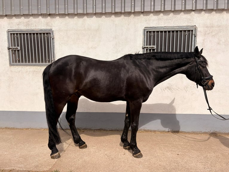 Deutsches Sportpferd Wallach 16 Jahre 175 cm Dunkelbrauner in Thaleischweiler-Fröschen