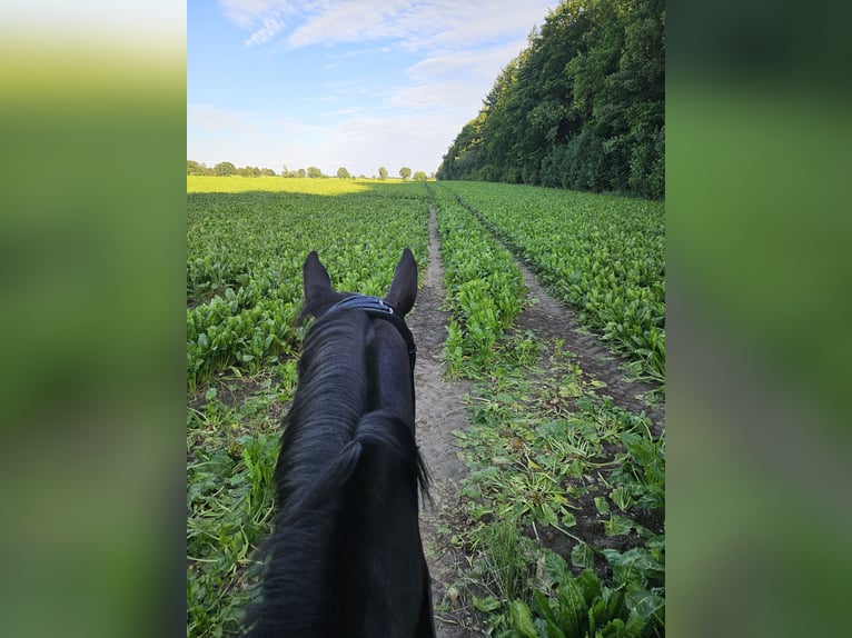 Deutsches Sportpferd Wallach 16 Jahre 176 cm Rappe in Ribnitz-Damgarten