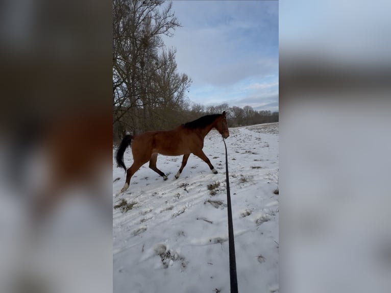 Deutsches Sportpferd Wallach 16 Jahre 180 cm Brauner in Bad Langensalza