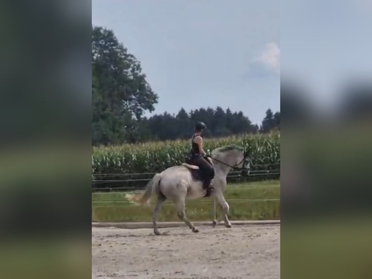 Deutsches Sportpferd Wallach 16 Jahre 180 cm Schimmel in Bad Wurzach