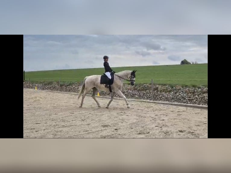 Deutsches Sportpferd Wallach 16 Jahre 180 cm Schimmel in Bad Wurzach