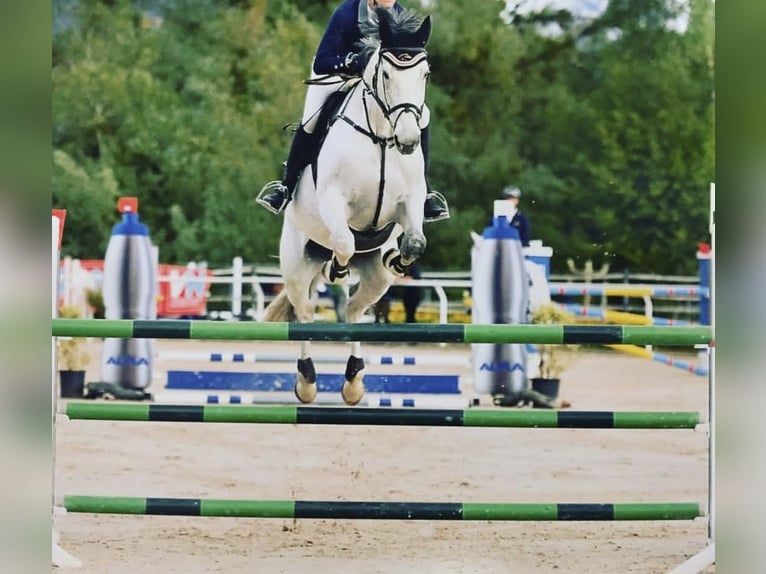 Deutsches Sportpferd Wallach 16 Jahre 180 cm Schimmel in Bad Wurzach