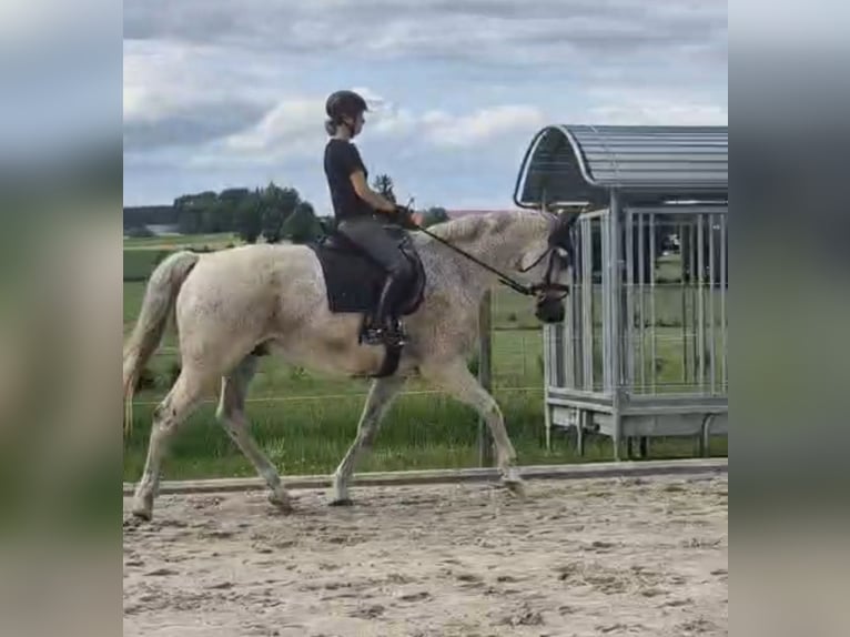 Deutsches Sportpferd Wallach 16 Jahre 180 cm Schimmel in Bad Wurzach