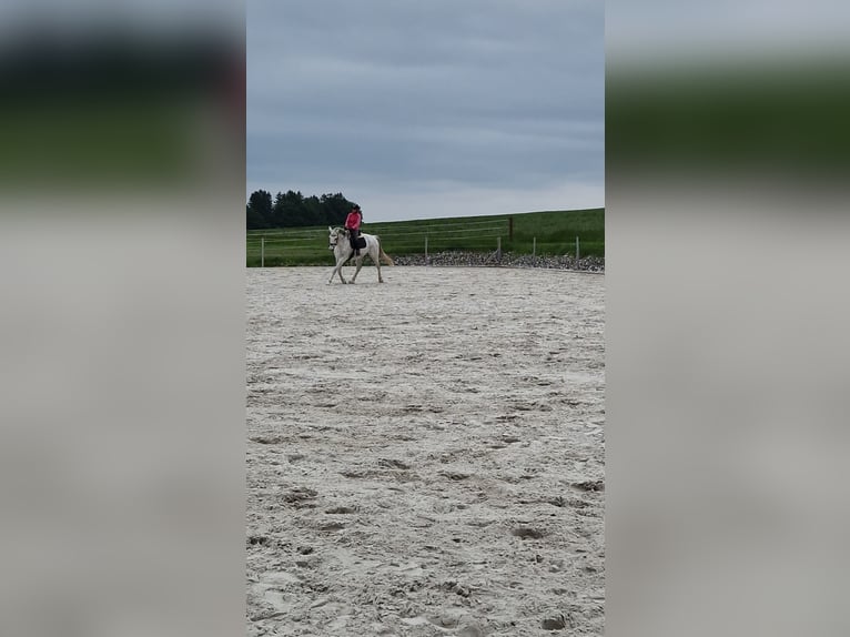 Deutsches Sportpferd Wallach 16 Jahre 180 cm Schimmel in Bad Wurzach