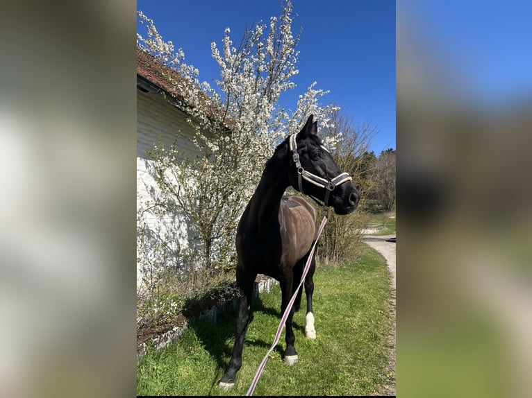 Deutsches Sportpferd Wallach 16 Jahre 181 cm Rappe in Wallersdorf