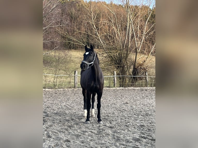 Deutsches Sportpferd Wallach 16 Jahre 181 cm Rappe in Wallersdorf