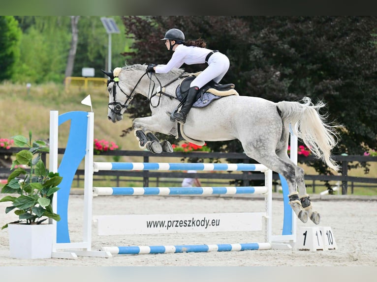Deutsches Sportpferd Wallach 16 Jahre 184 cm Fliegenschimmel in Michałów Górny