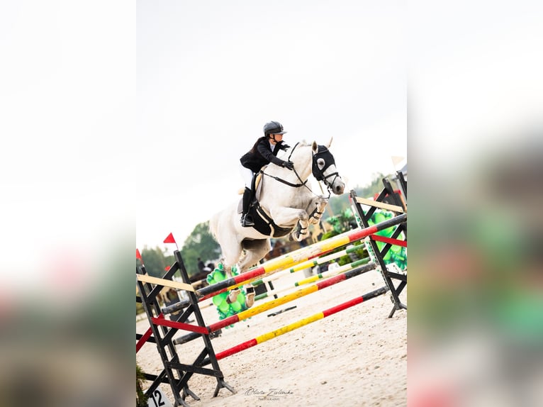 Deutsches Sportpferd Wallach 16 Jahre 184 cm Fliegenschimmel in Michałów Górny