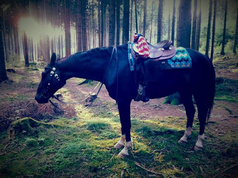 Deutsches Sportpferd Wallach 17 Jahre 167 cm Dunkelbrauner in Reichenbach/Vogtland