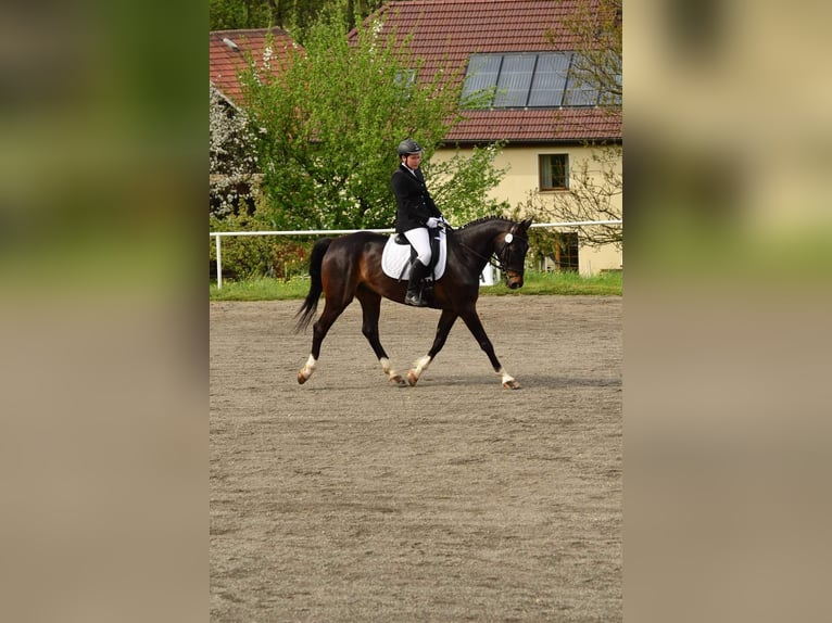 Deutsches Sportpferd Wallach 17 Jahre 167 cm Dunkelbrauner in Reichenbach/Vogtland