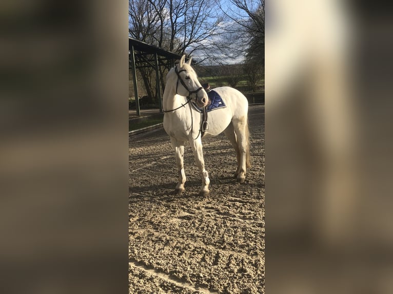 Deutsches Sportpferd Wallach 17 Jahre 168 cm Schimmel in Rinteln Wennenkamp