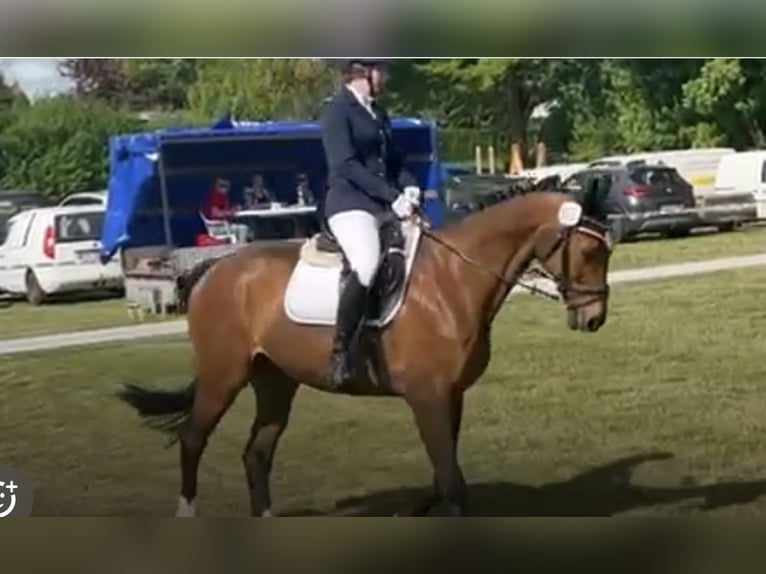 Deutsches Sportpferd Wallach 17 Jahre 169 cm Brauner in Zapel