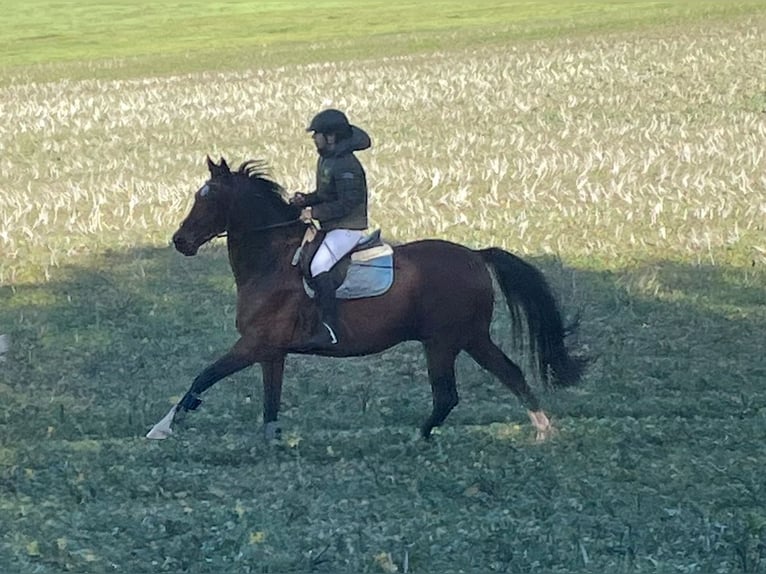 Deutsches Sportpferd Wallach 17 Jahre 169 cm Brauner in Zapel