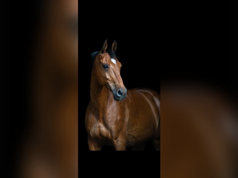 Deutsches Sportpferd Wallach 17 Jahre 169 cm Brauner in Zapel