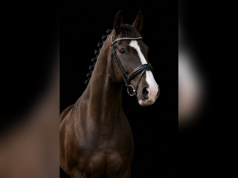 Deutsches Sportpferd Wallach 17 Jahre 169 cm Dunkelfuchs in WaldbrölWaldbröl