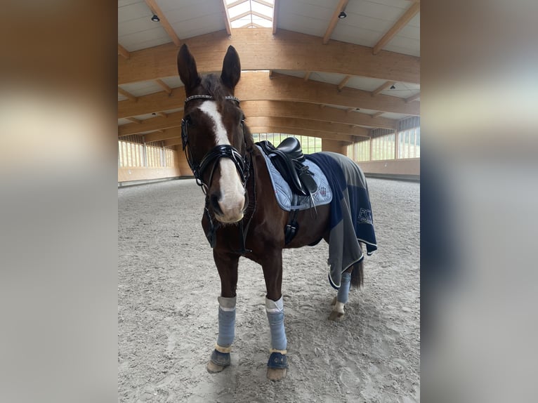 Deutsches Sportpferd Wallach 17 Jahre 169 cm Dunkelfuchs in WaldbrölWaldbröl