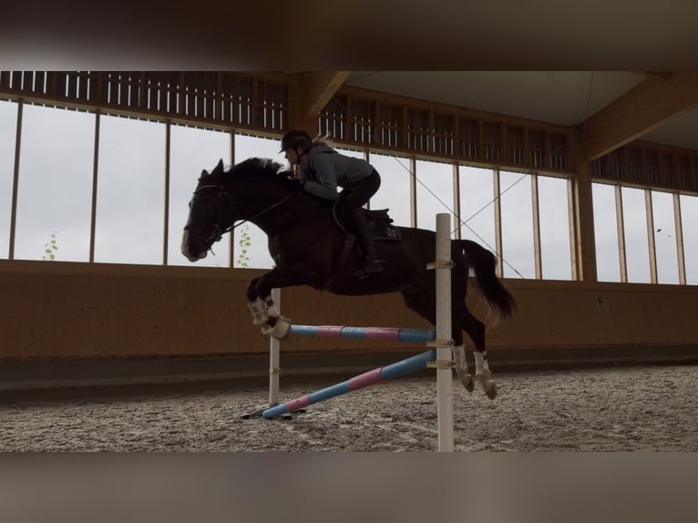 Deutsches Sportpferd Wallach 17 Jahre 169 cm Dunkelfuchs in WaldbrölWaldbröl