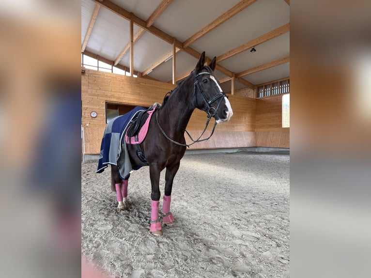 Deutsches Sportpferd Wallach 17 Jahre 169 cm Dunkelfuchs in WaldbrölWaldbröl