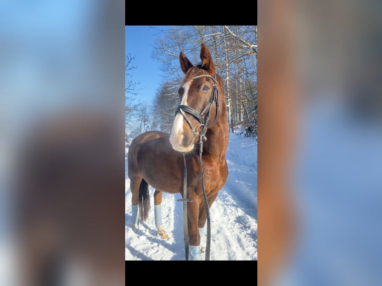 Deutsches Sportpferd Wallach 17 Jahre 169 cm Dunkelfuchs in WaldbrölWaldbröl