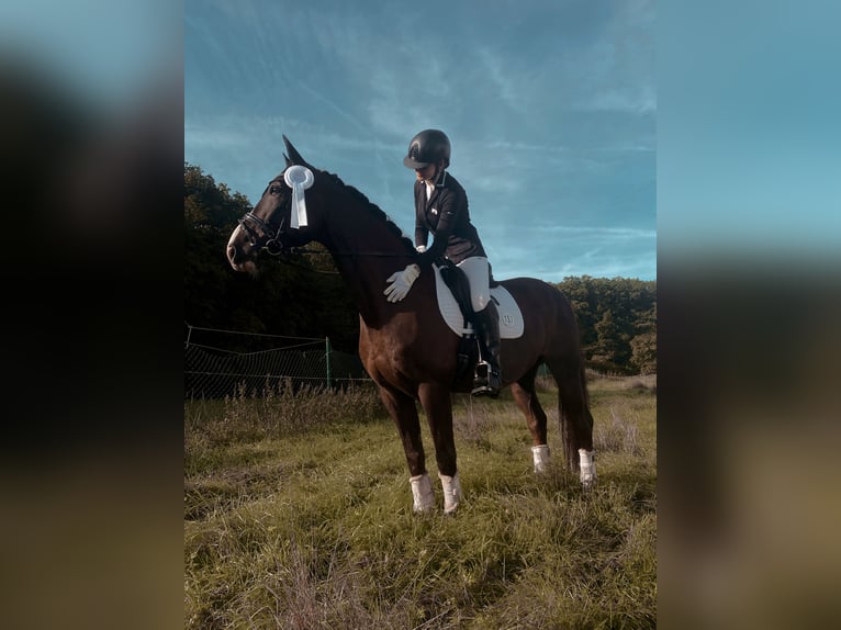 Deutsches Sportpferd Wallach 17 Jahre 169 cm Dunkelfuchs in WaldbrölWaldbröl