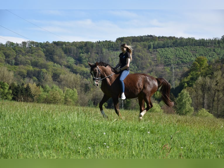Deutsches Sportpferd Wallach 17 Jahre 169 cm Dunkelfuchs in WaldbrölWaldbröl