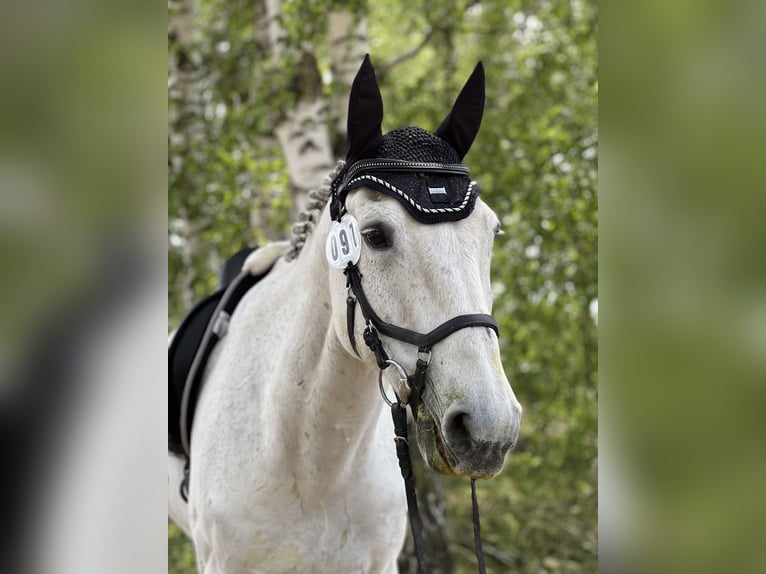Deutsches Sportpferd Wallach 17 Jahre 170 cm Apfelschimmel in Planebruch