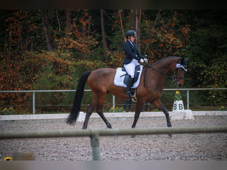 Deutsches Sportpferd Wallach 17 Jahre 170 cm in Herxheim bei Landau/Pfalz