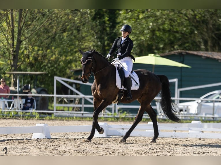 Deutsches Sportpferd Wallach 17 Jahre 170 cm in Herxheim bei Landau/Pfalz
