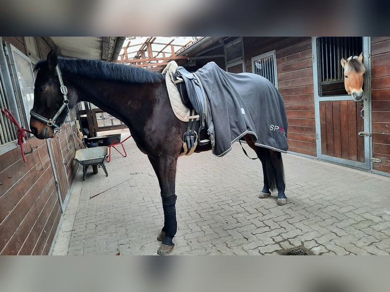 Deutsches Sportpferd Wallach 17 Jahre 170 cm in Herxheim bei Landau/Pfalz