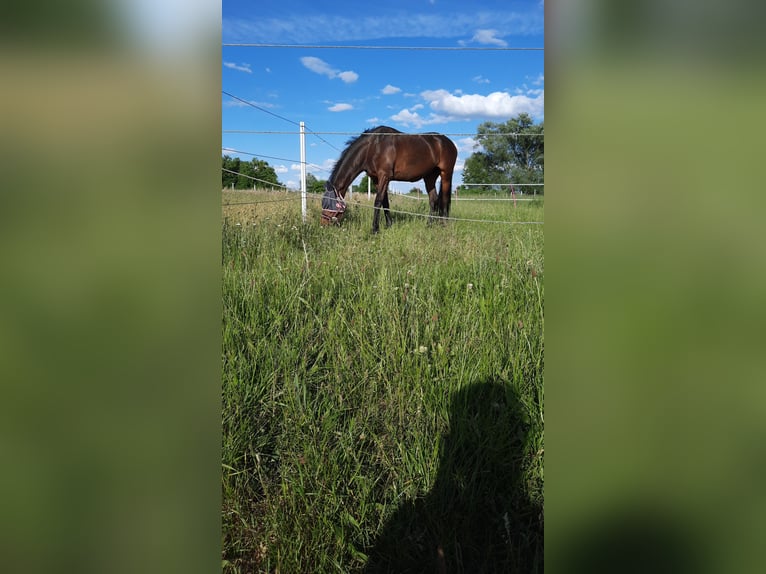 Deutsches Sportpferd Wallach 17 Jahre 170 cm Dunkelbrauner in Herxheim bei Landau/Pfalz