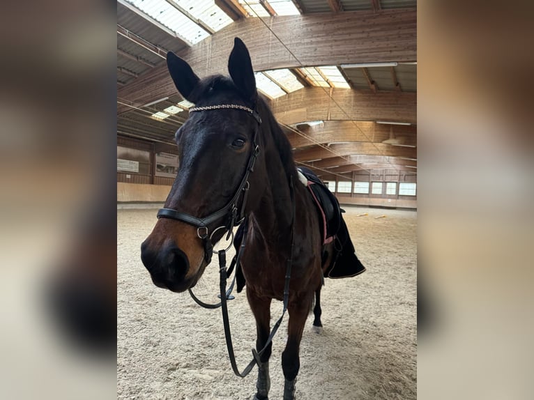 Deutsches Sportpferd Wallach 17 Jahre 170 cm Dunkelbrauner in Herxheim bei Landau/Pfalz