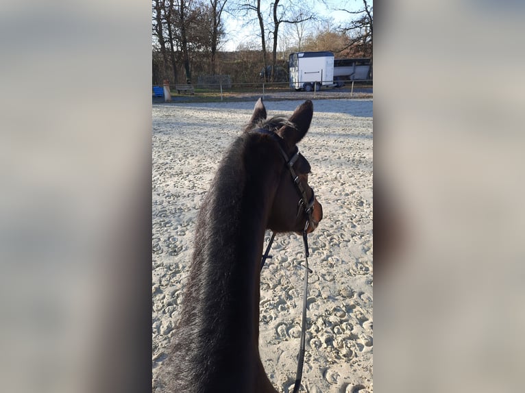 Deutsches Sportpferd Wallach 17 Jahre 170 cm Dunkelbrauner in Herxheim bei Landau/Pfalz