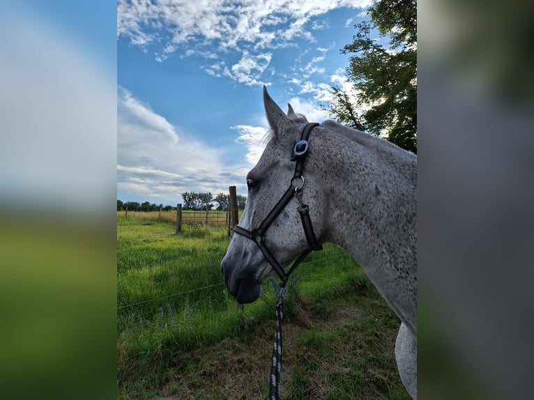Deutsches Sportpferd Wallach 17 Jahre 170 cm Fliegenschimmel in G&#xFC;strow