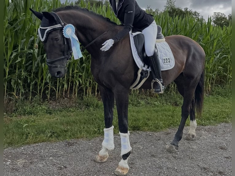 Deutsches Sportpferd Wallach 17 Jahre 171 cm in Immenstadt im Allgäu