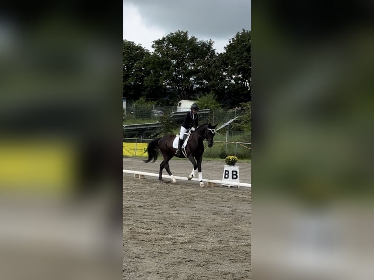 Deutsches Sportpferd Wallach 17 Jahre 171 cm in Immenstadt im Allgäu