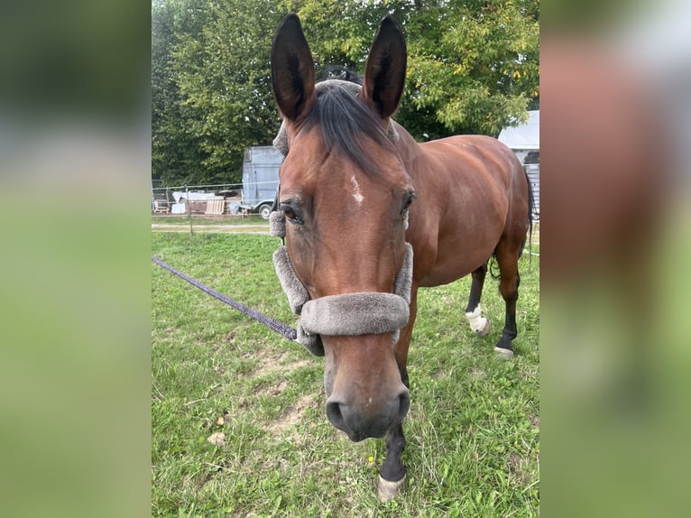Deutsches Sportpferd Wallach 17 Jahre 172 cm Brauner in LandshutErgolding