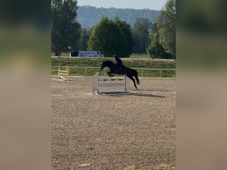 Deutsches Sportpferd Wallach 17 Jahre 172 cm Brauner in Thalwil