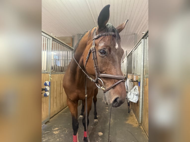Deutsches Sportpferd Wallach 17 Jahre 172 cm Brauner in Zürich