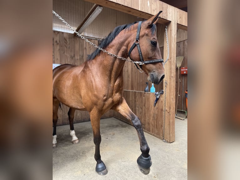 Deutsches Sportpferd Wallach 17 Jahre 175 cm Brauner in Sehmatal