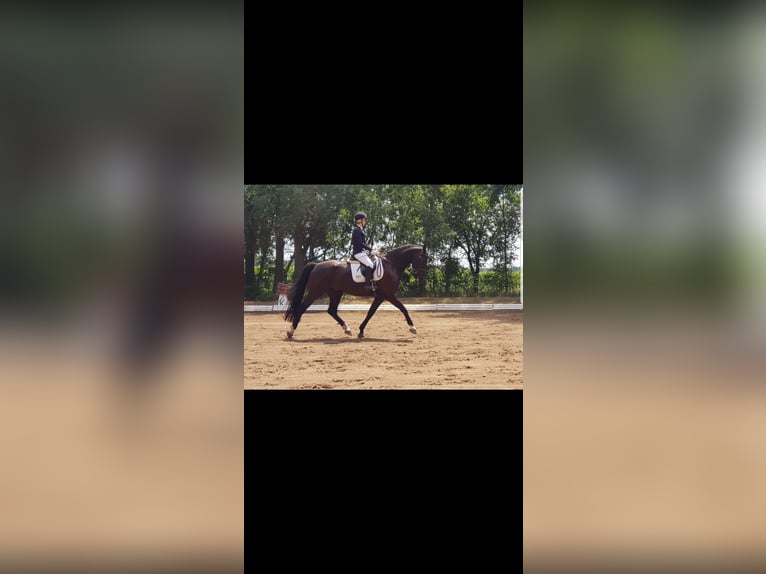 Deutsches Sportpferd Wallach 17 Jahre Schwarzbrauner in Groß Pankow